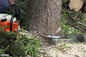 Best Tree and Shrub Care  in Hinton, WV