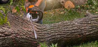 Best Tree Preservation Services  in Hinton, WV