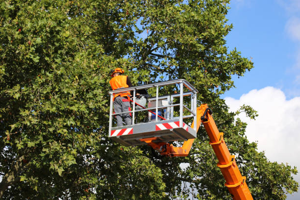 Best Tree Trimming and Pruning  in Hinton, WV