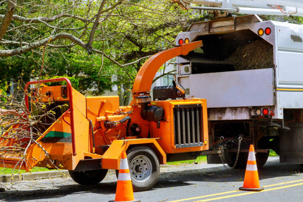 Best Hazardous Tree Removal  in Hinton, WV