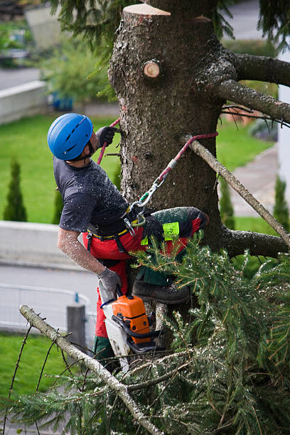 Best Tree Maintenance Programs  in Hinton, WV