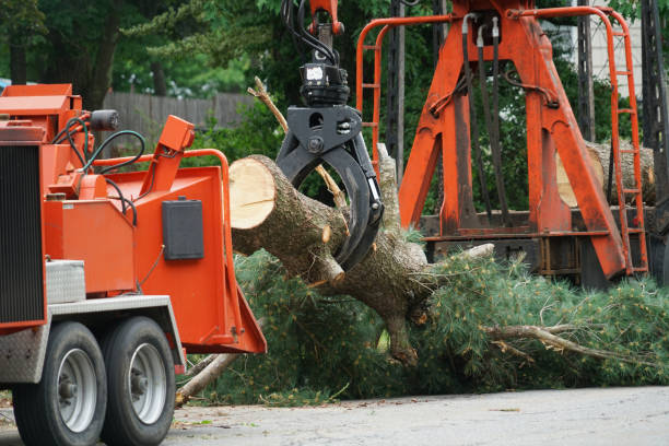 Best Firewood Processing and Delivery  in Hinton, WV