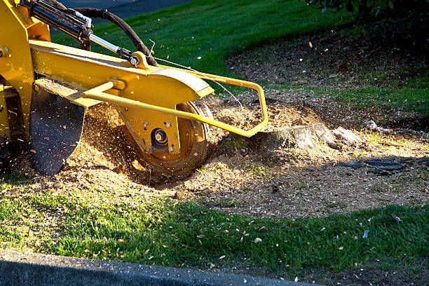 Best Tree Removal  in Hinton, WV