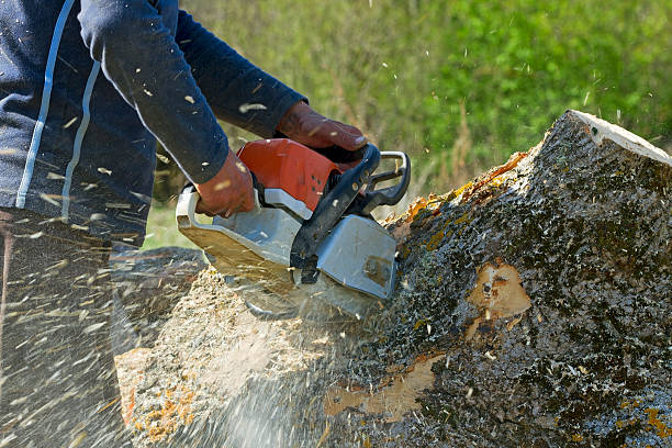 Best Fruit Tree Pruning  in Hinton, WV